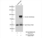 DCLK2 Antibody in Immunoprecipitation (IP)