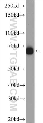 ZNF48 Antibody in Western Blot (WB)