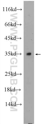 C2orf51 Antibody in Western Blot (WB)