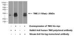 TMIE Antibody in Western Blot (WB)