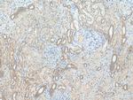 MXRA5 Antibody in Immunohistochemistry (Paraffin) (IHC (P))