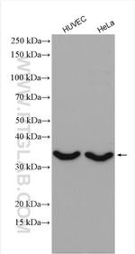 CTGF Antibody in Western Blot (WB)