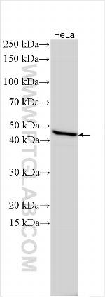 GIPC3 Antibody in Western Blot (WB)
