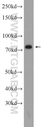 CKAP2 Antibody in Western Blot (WB)