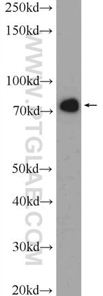 CKAP2 Antibody in Western Blot (WB)