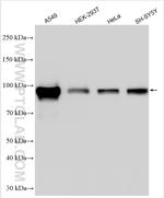 GRAMD1A Antibody in Western Blot (WB)
