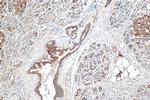 CD164L2 Antibody in Immunohistochemistry (Paraffin) (IHC (P))