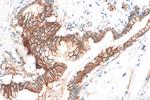 CD164L2 Antibody in Immunohistochemistry (Paraffin) (IHC (P))