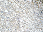 TMEM199 Antibody in Immunohistochemistry (Paraffin) (IHC (P))