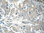 TMEM199 Antibody in Immunohistochemistry (Paraffin) (IHC (P))