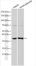 MOSC1 Antibody in Western Blot (WB)