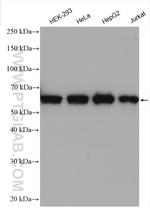 PUF-A, KIAA0020 Antibody in Western Blot (WB)