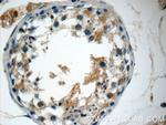 MFSD2 Antibody in Immunohistochemistry (Paraffin) (IHC (P))