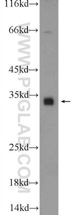 C18orf45 Antibody in Western Blot (WB)