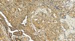 MATN3 Antibody in Immunohistochemistry (Paraffin) (IHC (P))