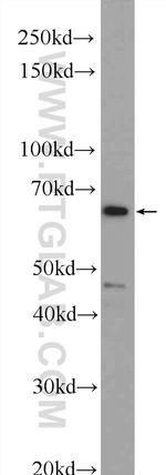 PSIP1 Antibody in Western Blot (WB)