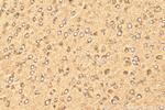 TMEM74 Antibody in Immunohistochemistry (Paraffin) (IHC (P))
