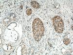TMEM24 Antibody in Immunohistochemistry (Paraffin) (IHC (P))