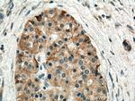 TMEM24 Antibody in Immunohistochemistry (Paraffin) (IHC (P))