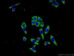 C3orf38 Antibody in Immunocytochemistry (ICC/IF)