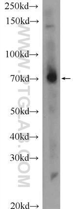 MPZL3 Antibody in Western Blot (WB)