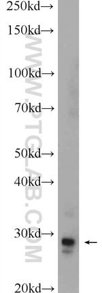 MPZL3 Antibody in Western Blot (WB)