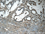 TAF15 Antibody in Immunohistochemistry (Paraffin) (IHC (P))