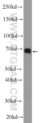 TAF15 Antibody in Western Blot (WB)