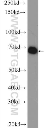 TAF15 Antibody in Western Blot (WB)