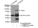 CTTNBP2NL Antibody in Immunoprecipitation (IP)