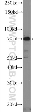 CTTNBP2NL Antibody in Western Blot (WB)