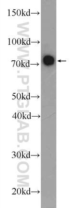 CTTNBP2NL Antibody in Western Blot (WB)