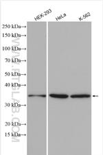 CHORDC1 Antibody in Western Blot (WB)