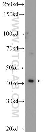 SLC35F2 Antibody in Western Blot (WB)
