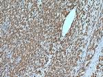 C7orf26 Antibody in Immunohistochemistry (Paraffin) (IHC (P))