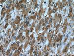 C7orf26 Antibody in Immunohistochemistry (Paraffin) (IHC (P))