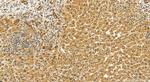 KANSL3 Antibody in Immunohistochemistry (Paraffin) (IHC (P))