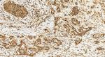 KANSL3 Antibody in Immunohistochemistry (Paraffin) (IHC (P))
