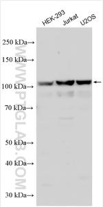 KANSL3 Antibody in Western Blot (WB)