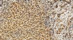 TMEM115 Antibody in Immunohistochemistry (Paraffin) (IHC (P))
