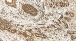 TMEM115 Antibody in Immunohistochemistry (Paraffin) (IHC (P))