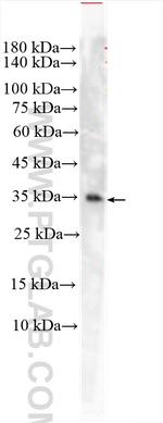 TMEM115 Antibody in Western Blot (WB)