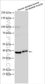 TMEM115 Antibody in Western Blot (WB)