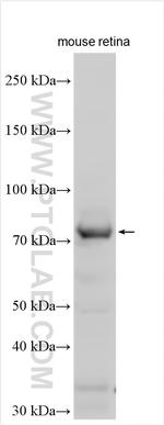 MPP4 Antibody in Western Blot (WB)