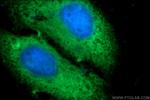 PGBD1 Antibody in Immunocytochemistry (ICC/IF)