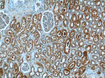 PGBD1 Antibody in Immunohistochemistry (Paraffin) (IHC (P))