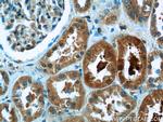 PGBD1 Antibody in Immunohistochemistry (Paraffin) (IHC (P))