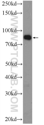 PGBD1 Antibody in Western Blot (WB)