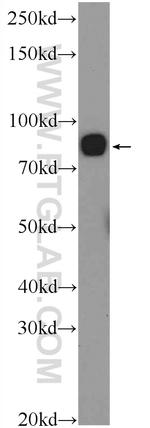 PGBD1 Antibody in Western Blot (WB)