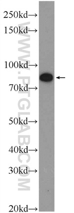 PGBD1 Antibody in Western Blot (WB)